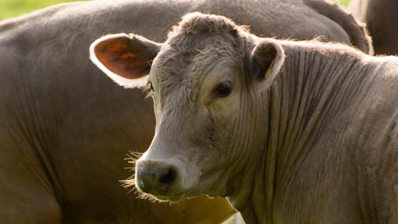 How Do I Winterize My Livestock Barn? - Image